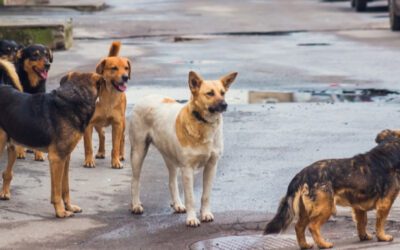 ЗА КУЧЕТАТА И ХОРАТА