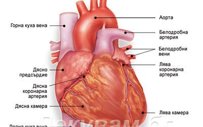 29 СЕПТЕМВРИ Е СВЕТОВНИЯТ ДЕН НА СЪРЦЕТО